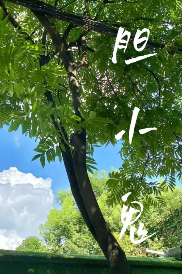 膽小鬼