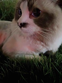見貓甯