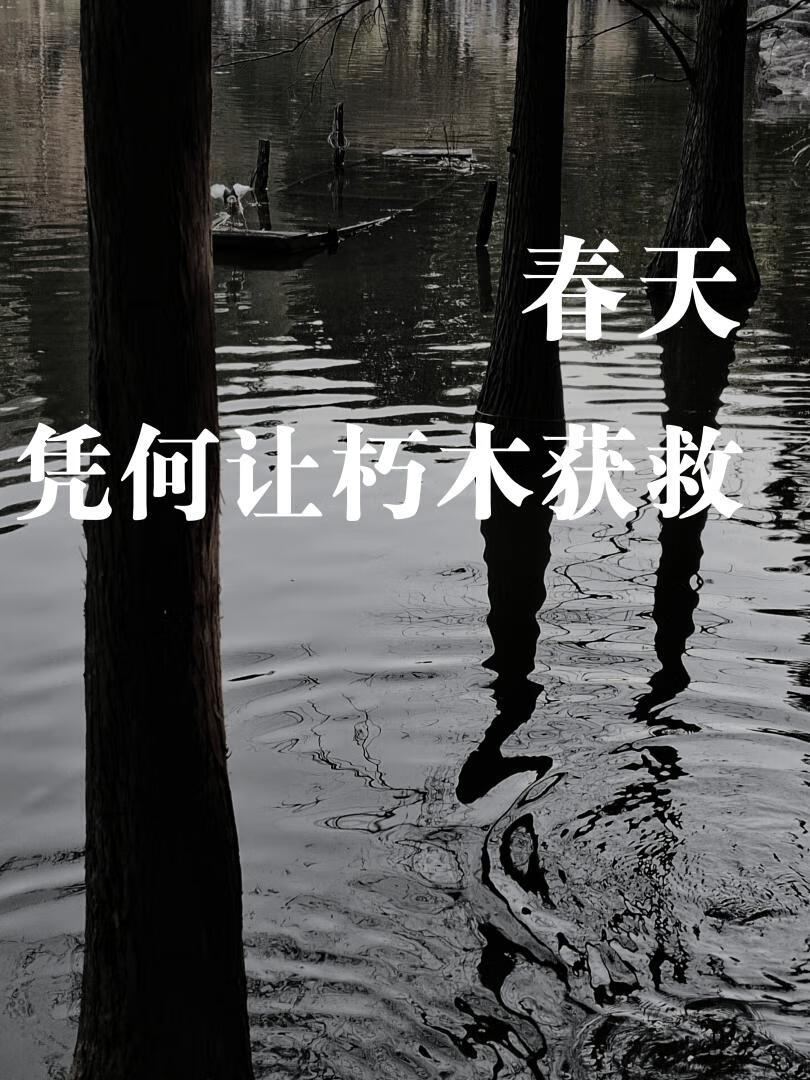 春天憑何讓朽木獲救